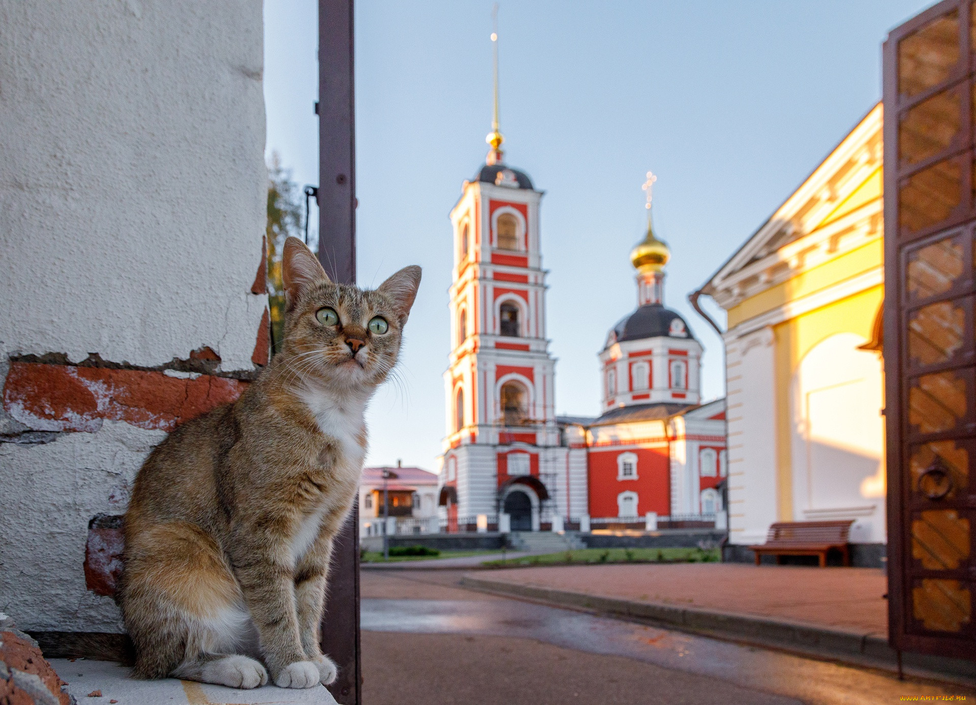 кот в храме